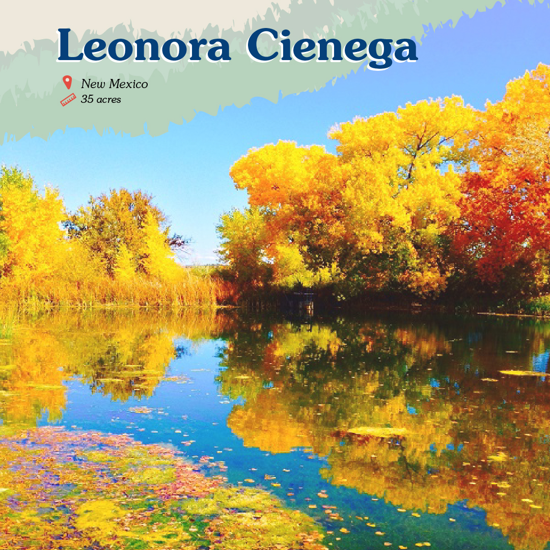 Leonora Cienega Card front